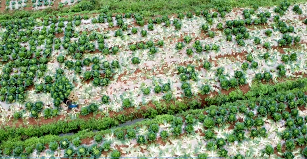 晒丰收，迎国庆！这幅用辣椒和稻谷拼成的国旗，是他们最深情的告白休闲区蓝鸢梦想 - Www.slyday.coM