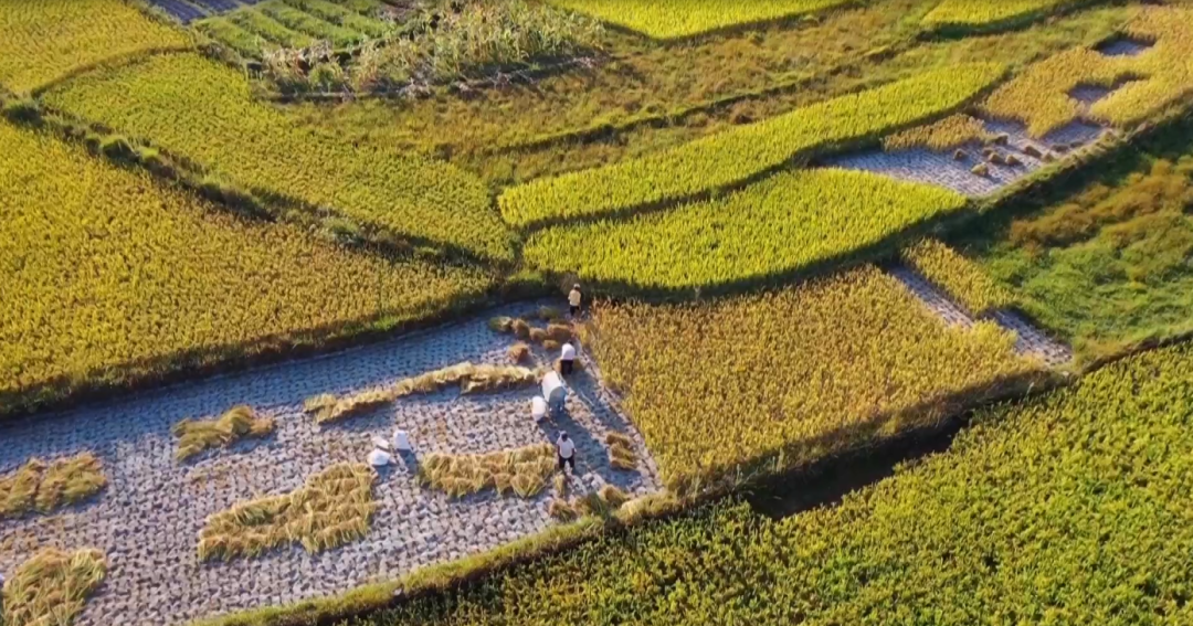 晒丰收，迎国庆！这幅用辣椒和稻谷拼成的国旗，是他们最深情的告白休闲区蓝鸢梦想 - Www.slyday.coM