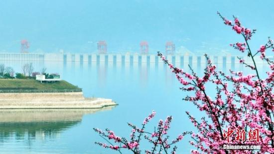 三峡大坝上游的湖北省秭归县茅坪镇，红艳艳的“美人梅”与不远处的三峡大坝交相辉映，显得更加美丽。 周星亮 摄