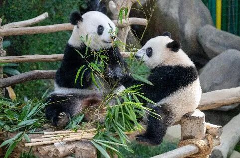 ▲资料图片：8月21日，在马来西亚吉隆坡附近的马来西亚国家动物园，大熊猫“靓靓”（左）与“升谊”吃竹子。（新华社）