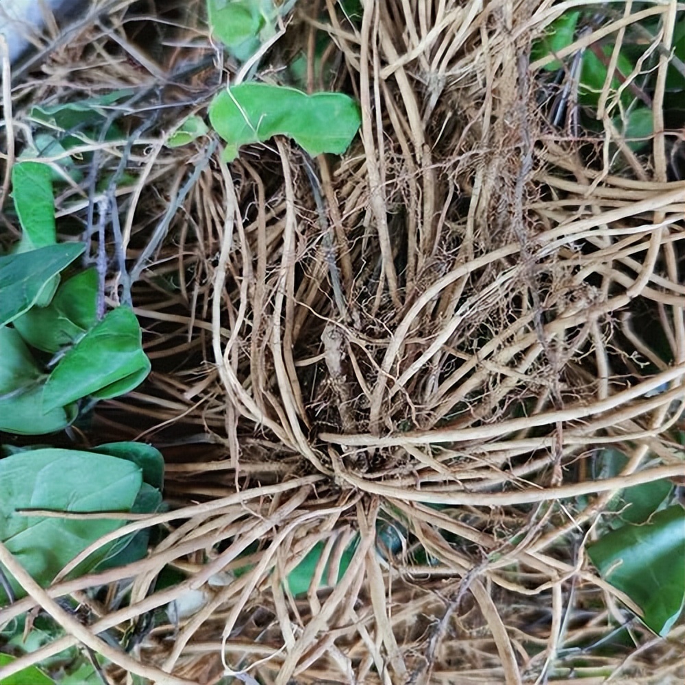 仙草艾资讯-威灵仙,是当地老人口中的"仙草",自带仙气,药用价值相当高