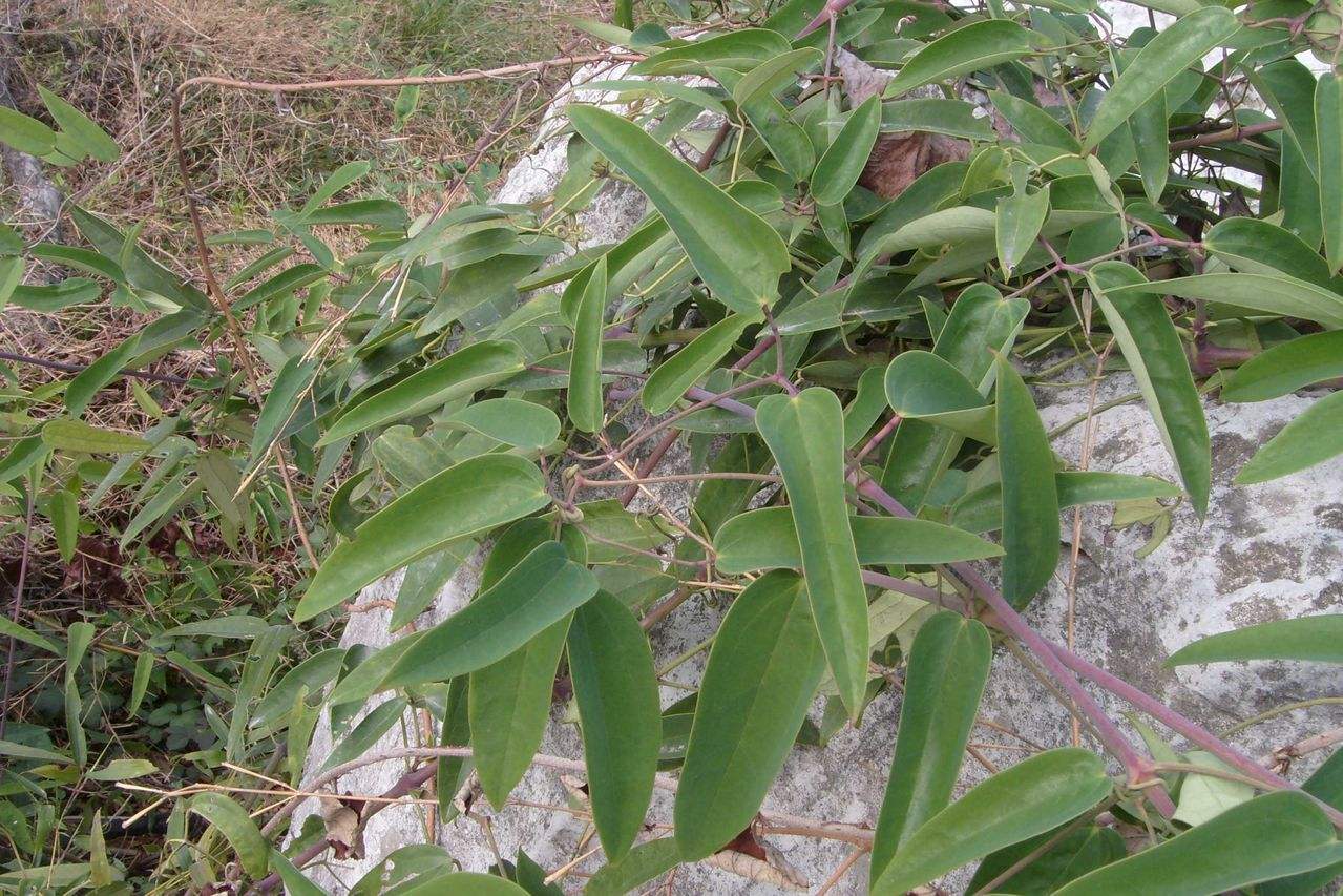 仙草艾资讯-威灵仙,是当地老人口中的"仙草",自带仙气,药用价值相当高