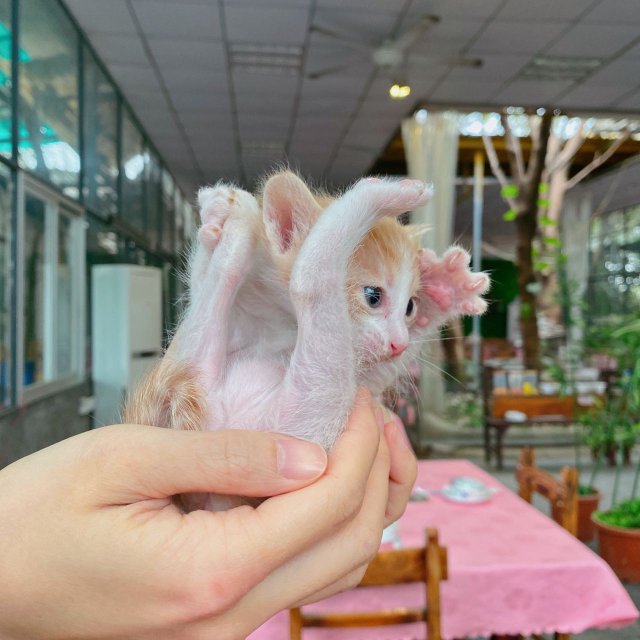 猴头菇成为猫咪平替天花板，当铲屎官有多治愈？休闲区蓝鸢梦想 - Www.slyday.coM