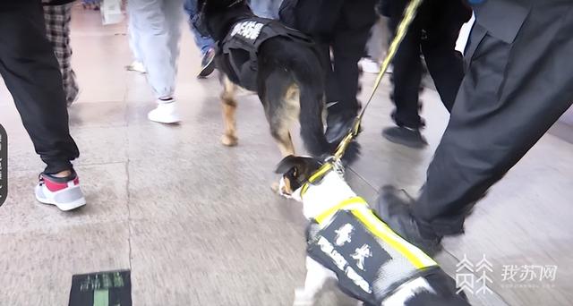 南京地铁超小号警犬入列：“状元豆”和“糖芋苗”国庆正式上岗休闲区蓝鸢梦想 - Www.slyday.coM