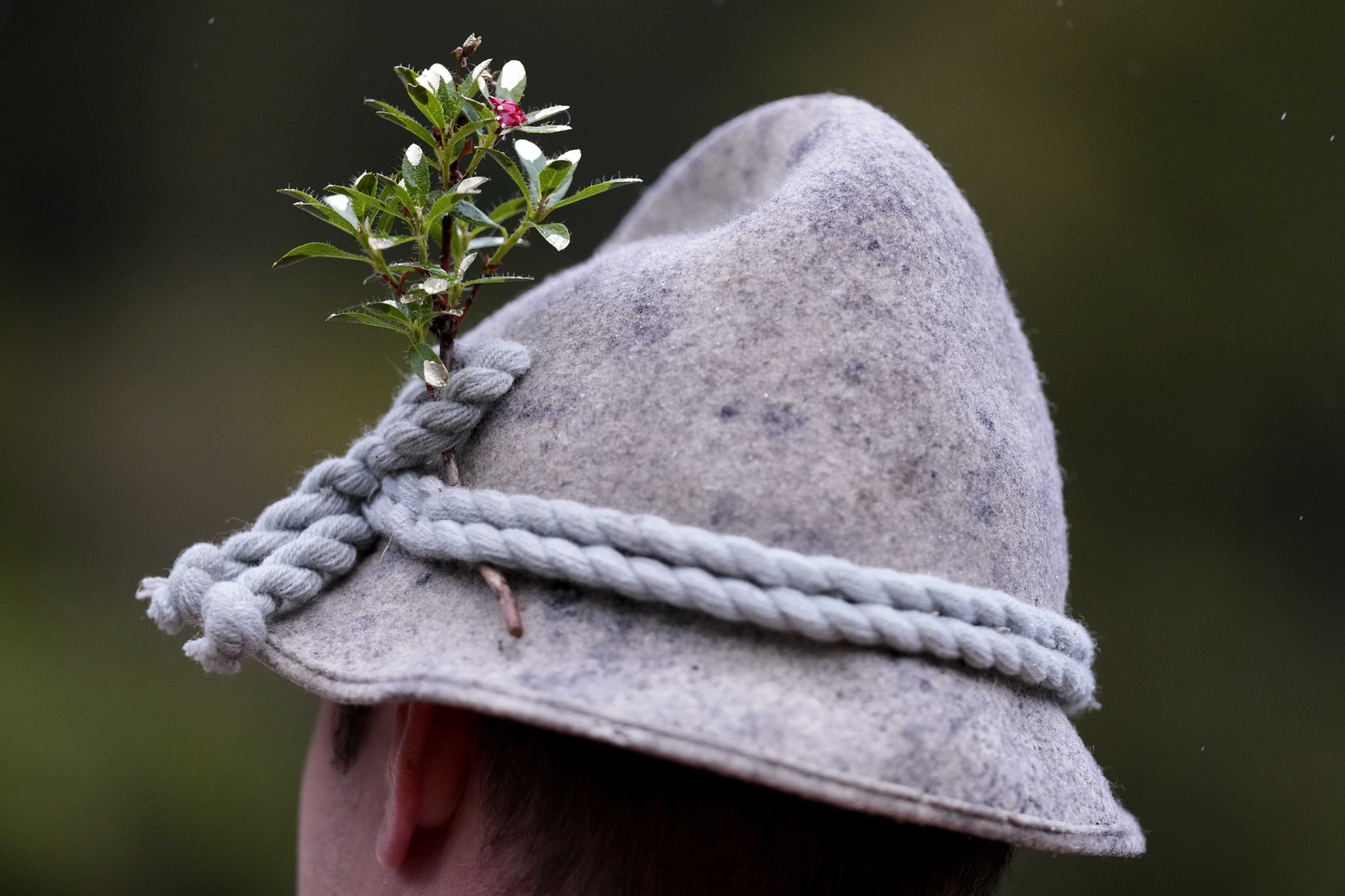 德国:赶牛下山|牛群|牧民|国王湖_新浪新闻