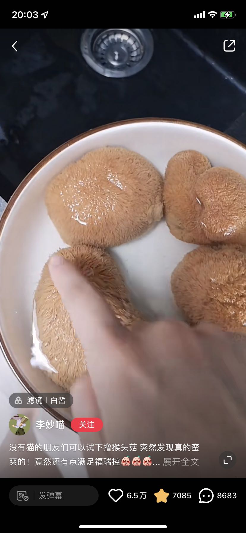 猴头菇成为猫咪平替天花板，当铲屎官有多治愈？休闲区蓝鸢梦想 - Www.slyday.coM