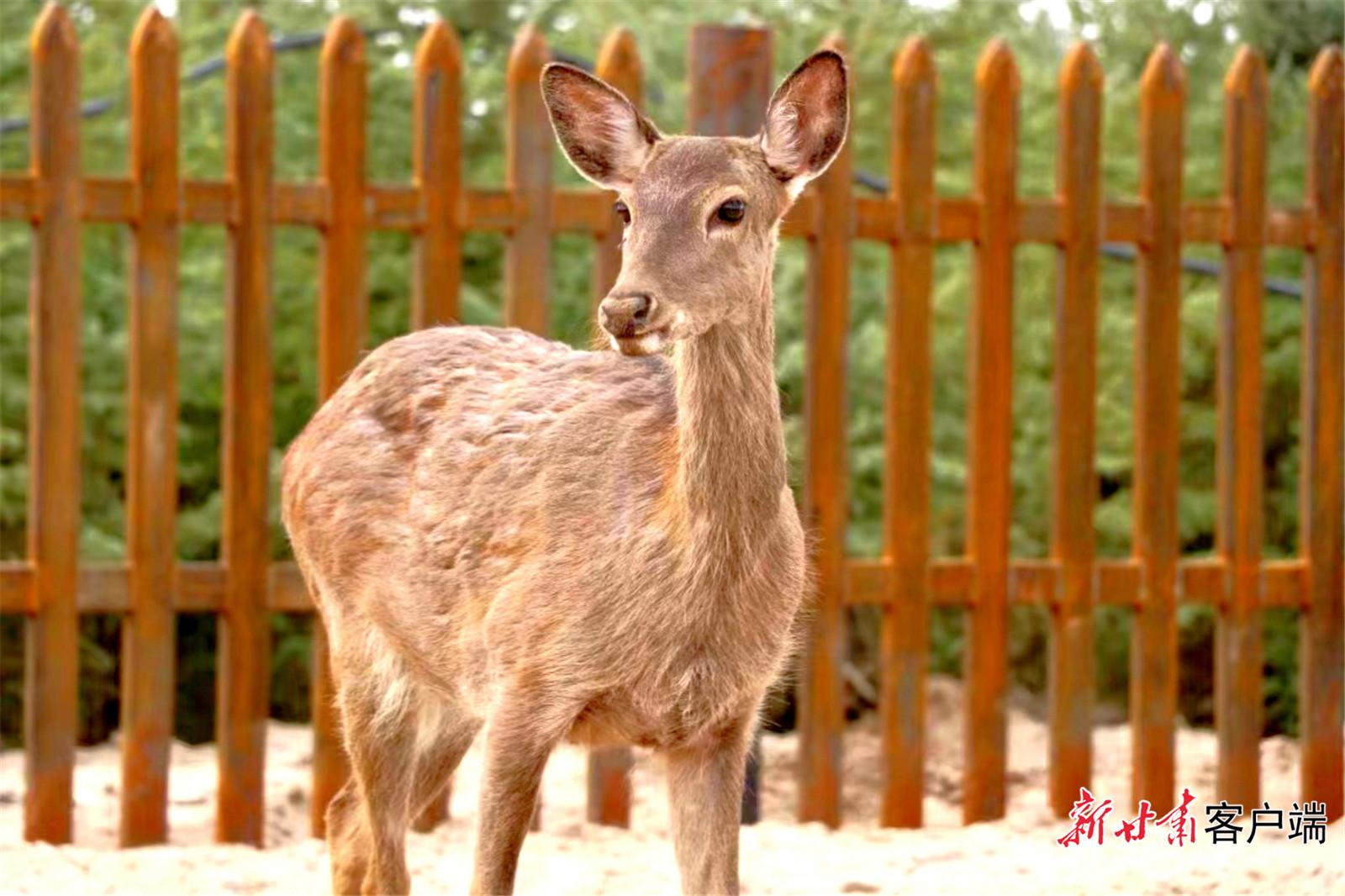 国庆假期家门口"微度假"受热捧|甘肃省|野生动物园|武威市_新浪新闻