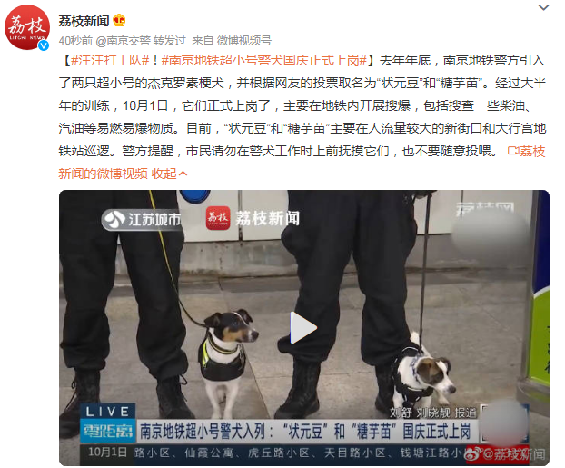 汪汪打工队！南京地铁超小号警犬国庆正式上岗休闲区蓝鸢梦想 - Www.slyday.coM