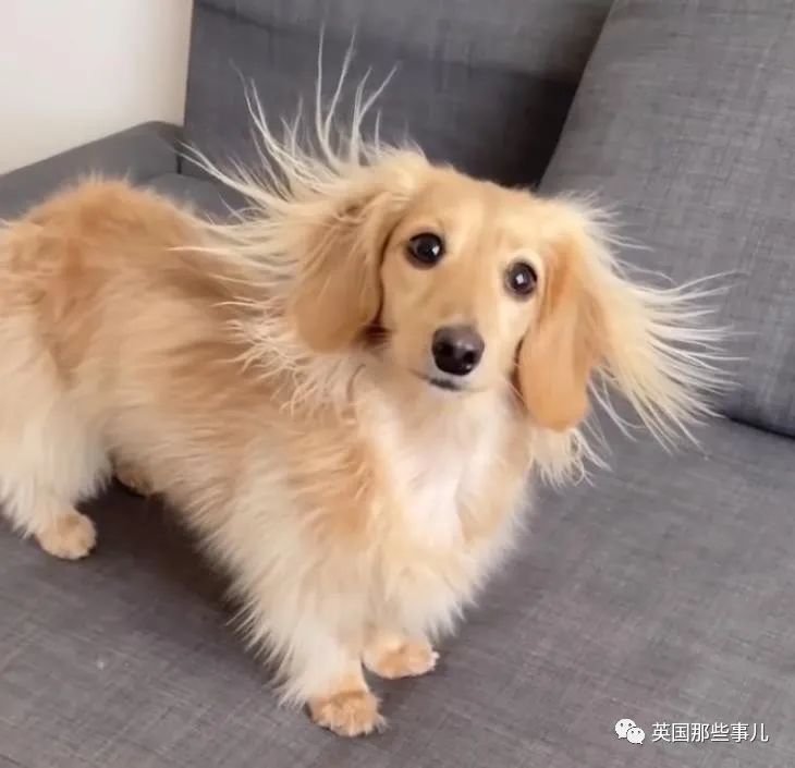 长毛腊肠犬的生活日常,当狗狗遇上了静电,这造型哈哈哈哈__财经头条