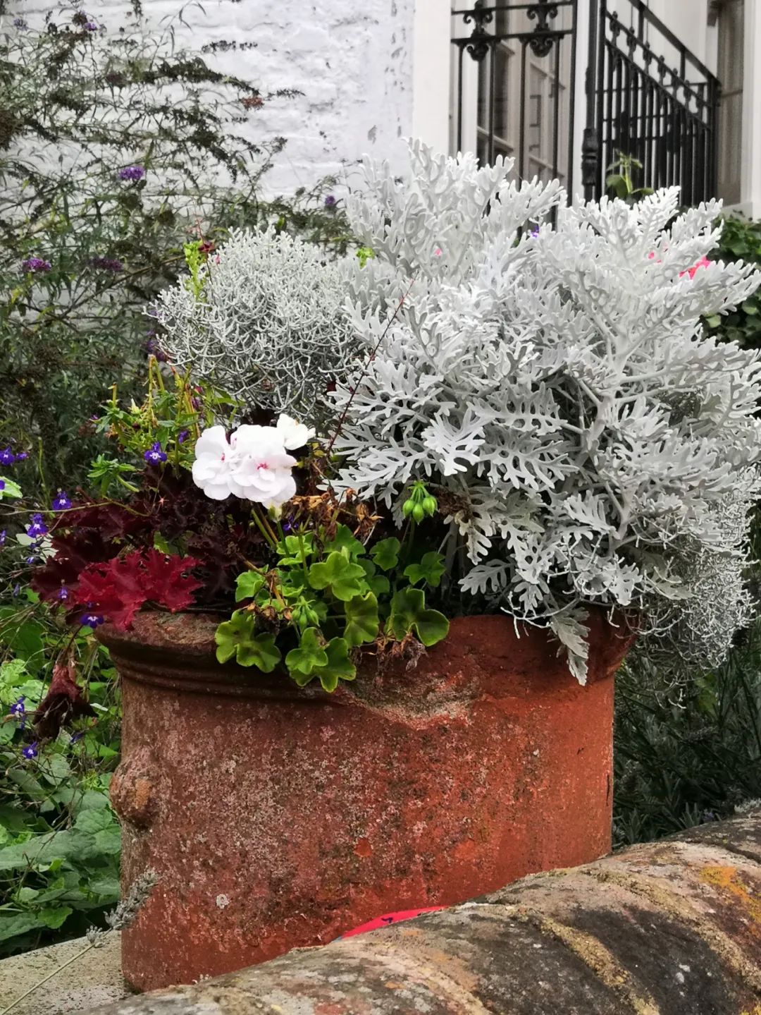 不过要注意,银叶菊更喜欢温润凉爽的环境,不喜欢过度炎热,温度高于35