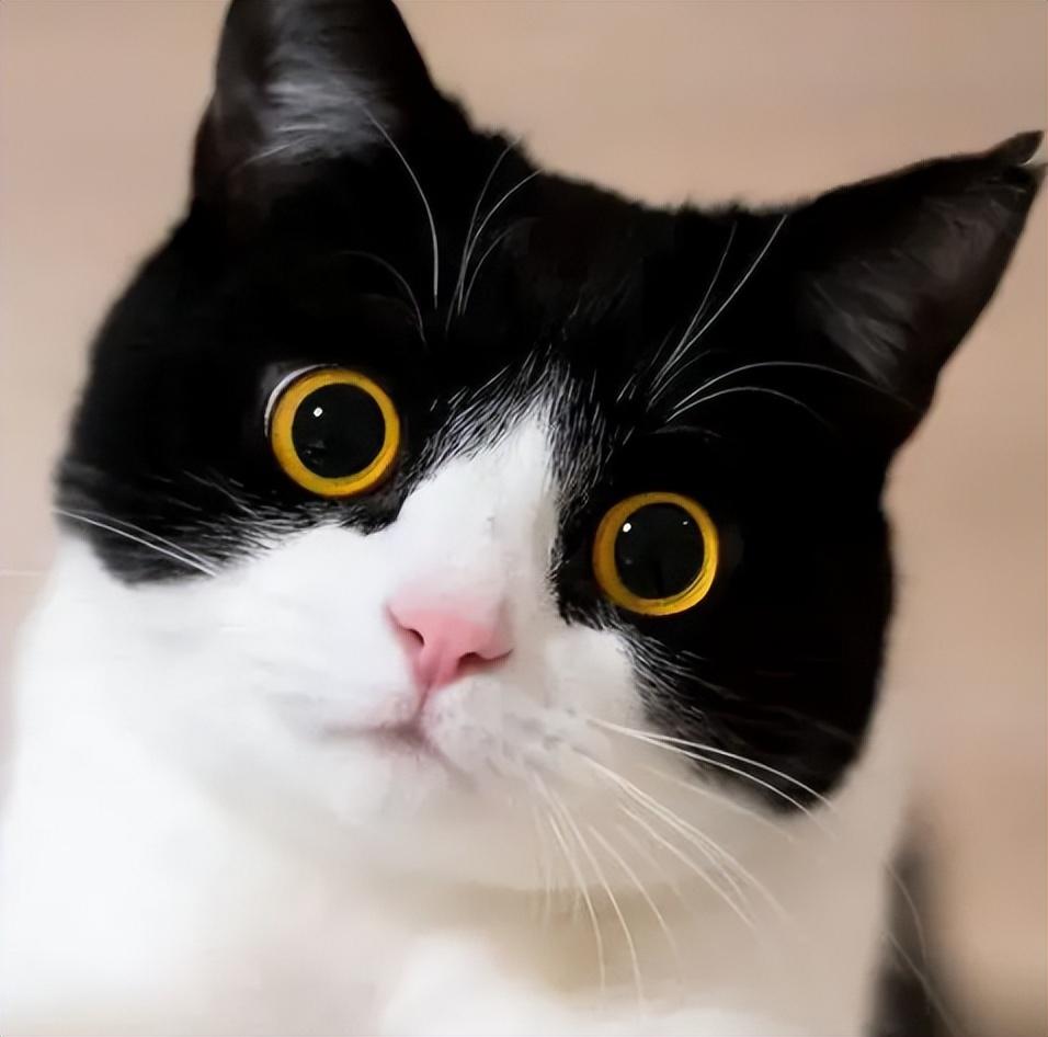 原产"中国猫"有几种?可能有你不知道的|猫|豹猫|花猫_新浪新闻