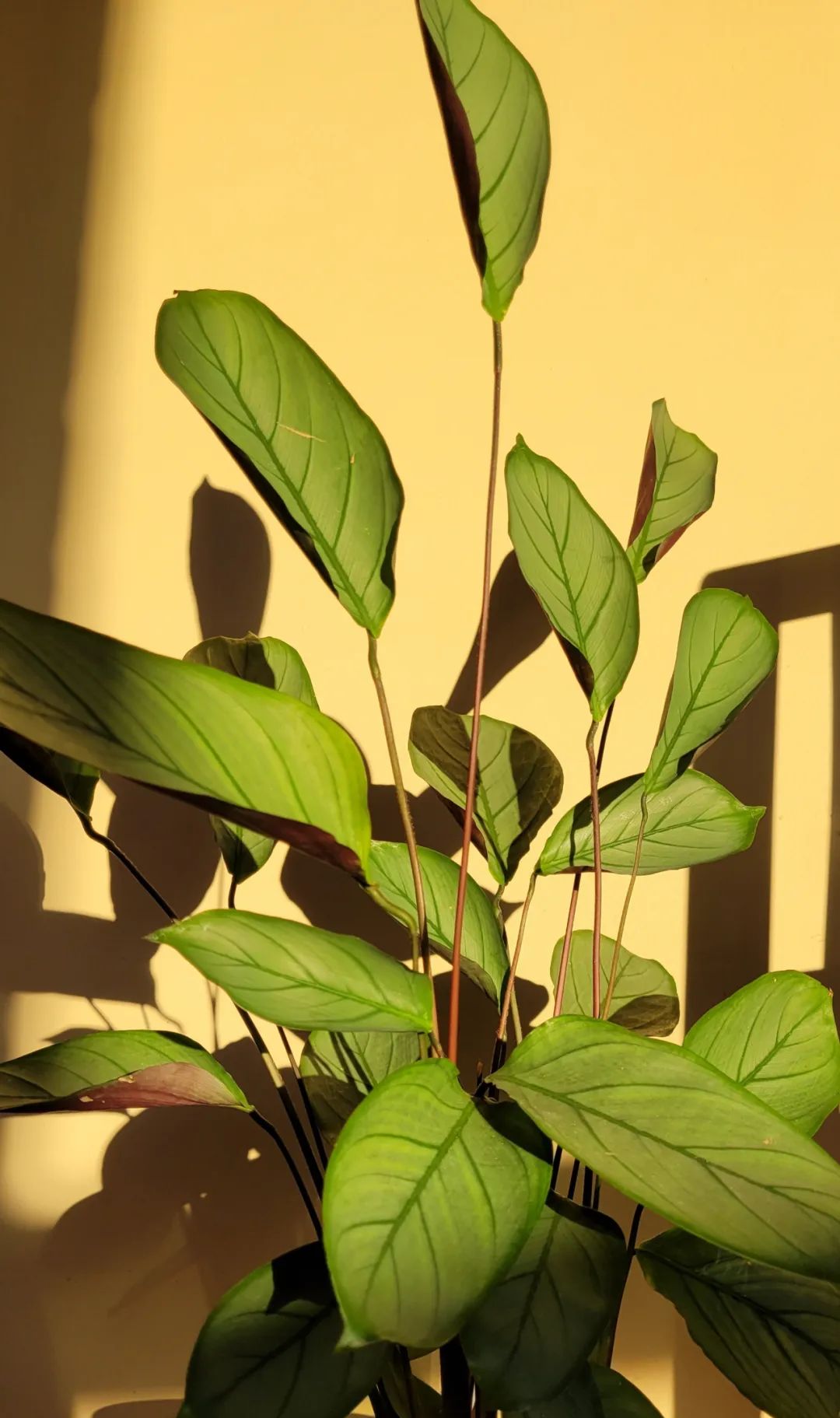 5种小众的盆栽银叶植物,很适合养成室内观赏花卉__财经头条