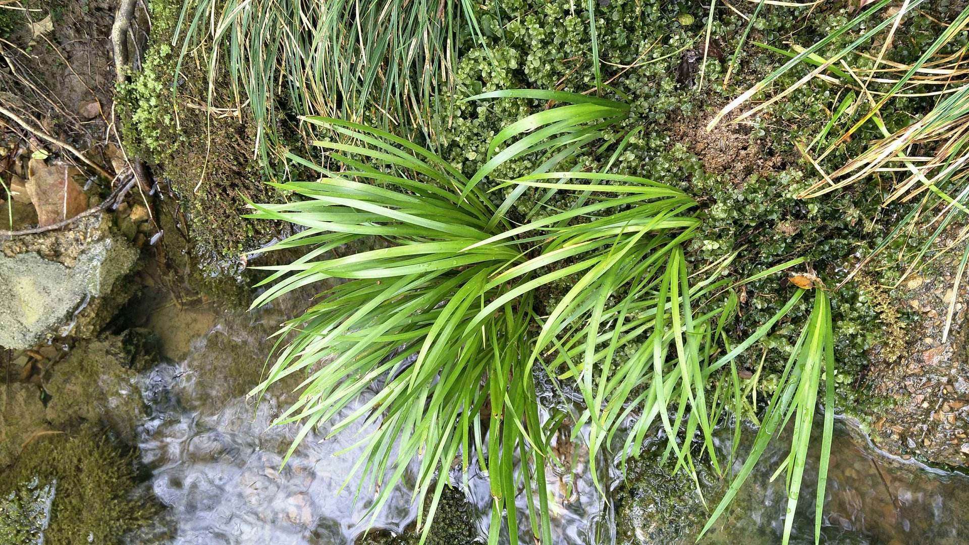 溪边石头上常见的石菖蒲，价格都卖到30多元一斤，好多人工种植的休闲区蓝鸢梦想 - Www.slyday.coM