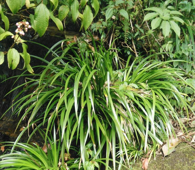 溪边石头上常见的石菖蒲，价格都卖到30多元一斤，好多人工种植的休闲区蓝鸢梦想 - Www.slyday.coM