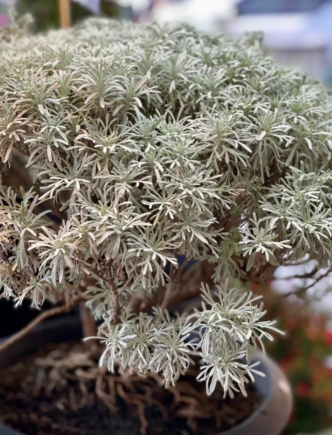 5种小众的盆栽银叶植物,很适合养成室内观赏花卉__财经头条