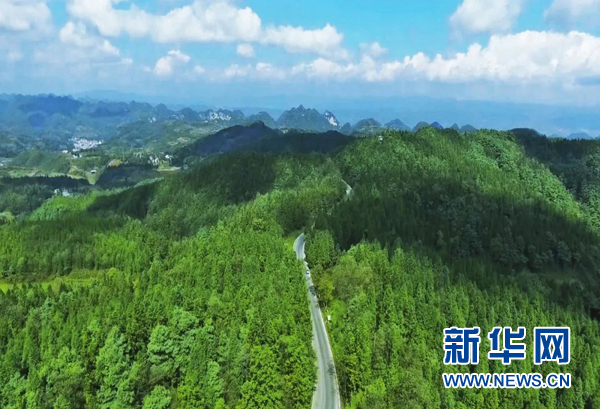 纳雍县四个强化推动林下经济发展|贵州省_新浪新闻