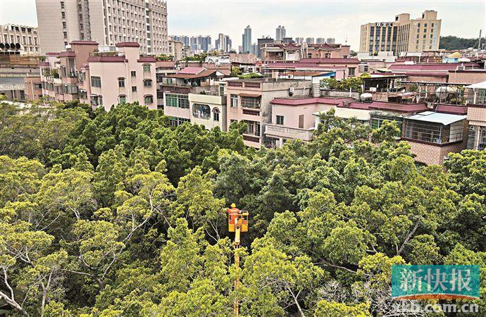 白云区松洲街槎龙村:这里是彭加木的家乡 “人人有事做 事事有人做”|广州市|广东省|人居环境|公园|党建_新浪新闻