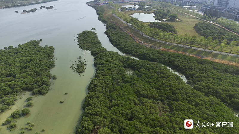 【美丽中国·网络媒体生态行】保护生态资源 润泽“珠城”北海__财经头条