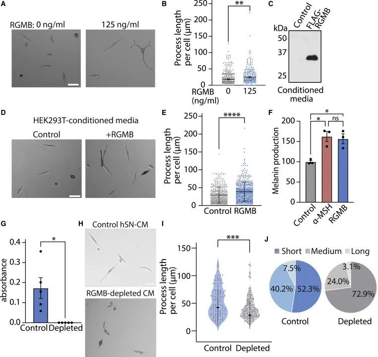 皮肤黑的原因找到了！可能是感觉神经细胞的“锅”休闲区蓝鸢梦想 - Www.slyday.coM