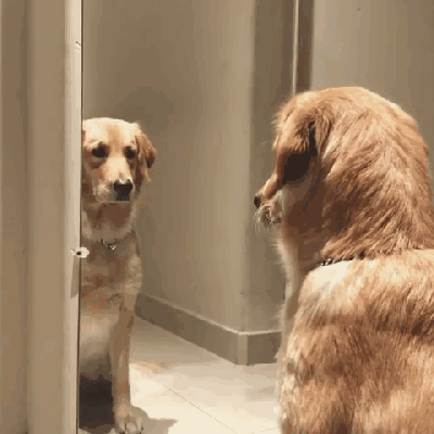 狗真的能听懂人说的话吗?休闲区蓝鸢梦想 - Www.slyday.coM 狗真的能听懂人说的话吗?休闲区蓝鸢梦想 - Www.slyday.coM