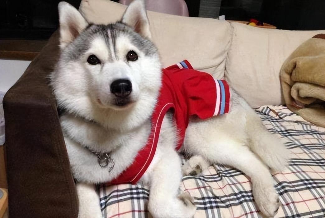 狗狗总是乱尿太调皮？告诉你真实原因，别错怪它了休闲区蓝鸢梦想 - Www.slyday.coM