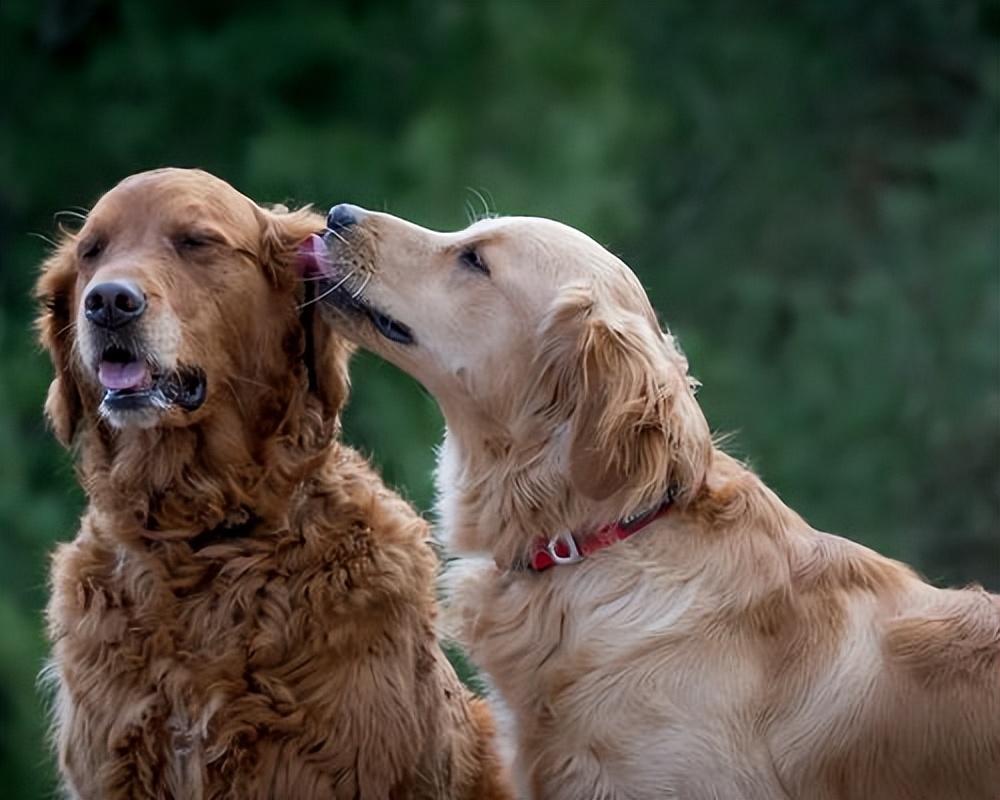 狗狗总是乱尿太调皮？告诉你真实原因，别错怪它了休闲区蓝鸢梦想 - Www.slyday.coM