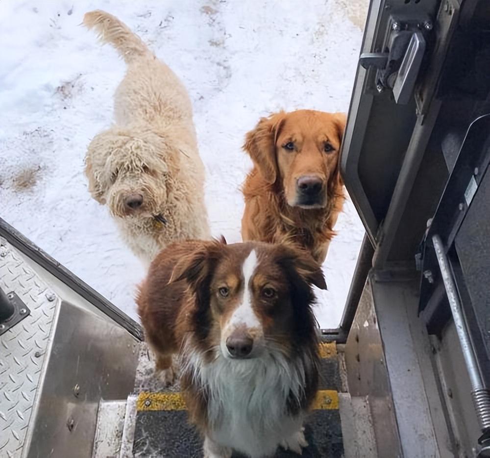 狗真的能听懂人说的话吗?休闲区蓝鸢梦想 - Www.slyday.coM 狗真的能听懂人说的话吗?休闲区蓝鸢梦想 - Www.slyday.coM