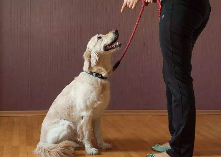 狗真的能听懂人说的话吗?休闲区蓝鸢梦想 - Www.slyday.coM 狗真的能听懂人说的话吗?休闲区蓝鸢梦想 - Www.slyday.coM