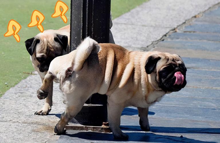 狗狗总是乱尿太调皮？告诉你真实原因，别错怪它了休闲区蓝鸢梦想 - Www.slyday.coM