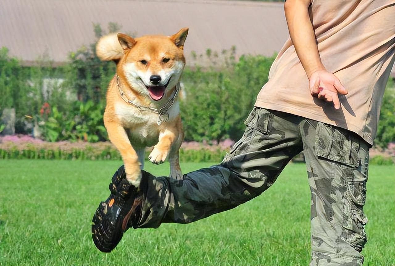 狗真的能听懂人说的话吗?休闲区蓝鸢梦想 - Www.slyday.coM 狗真的能听懂人说的话吗?休闲区蓝鸢梦想 - Www.slyday.coM