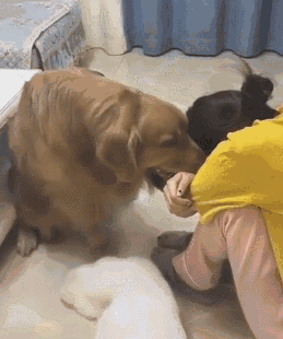 狗真的能听懂人说的话吗?休闲区蓝鸢梦想 - Www.slyday.coM 狗真的能听懂人说的话吗?休闲区蓝鸢梦想 - Www.slyday.coM