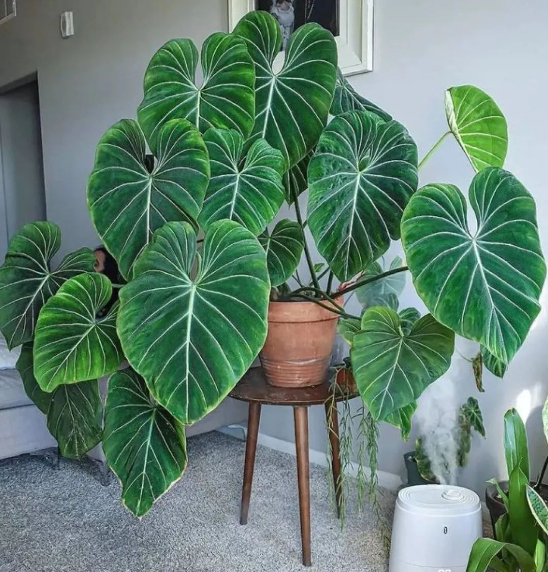 心叶喜林芋(俗名:荣耀蔓绿绒)philodendron gloriosum铂金钻蔓绿绒