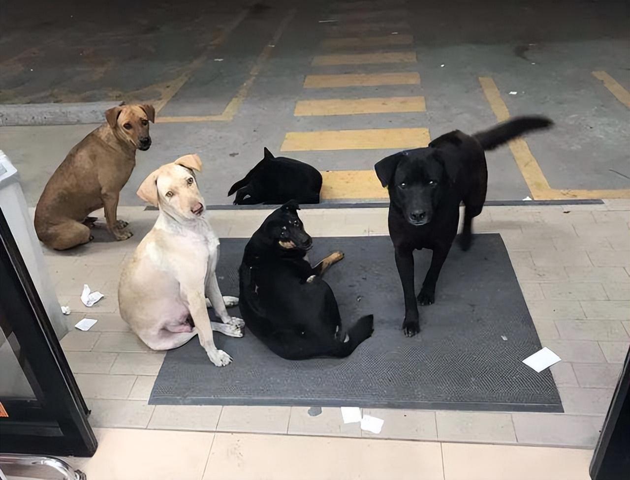 狗真的能听懂人说的话吗?休闲区蓝鸢梦想 - Www.slyday.coM 狗真的能听懂人说的话吗?休闲区蓝鸢梦想 - Www.slyday.coM