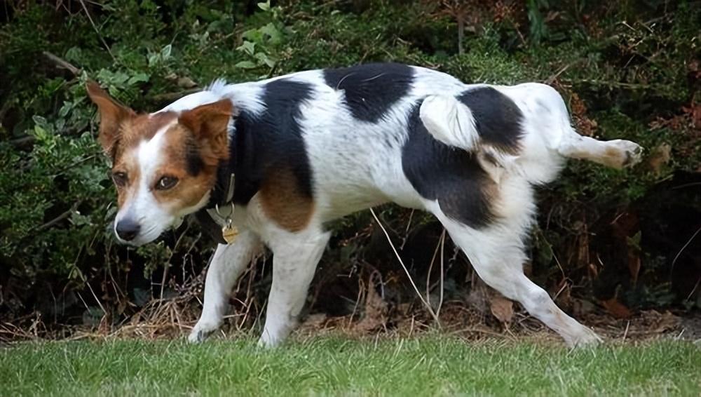 狗狗总是乱尿太调皮？告诉你真实原因，别错怪它了休闲区蓝鸢梦想 - Www.slyday.coM