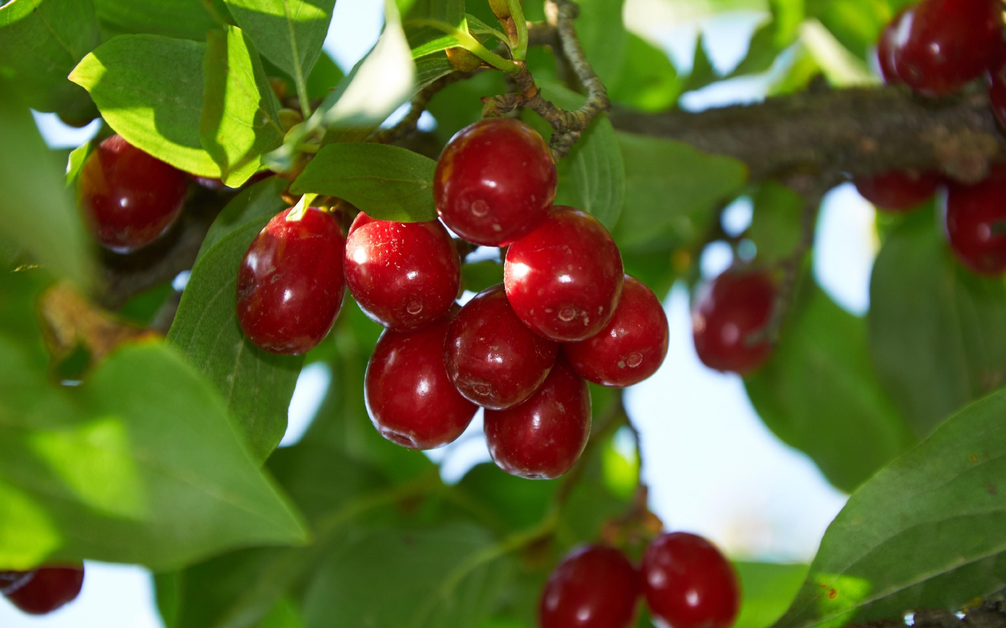 茱萸树上的茱萸果。  图/IC photo