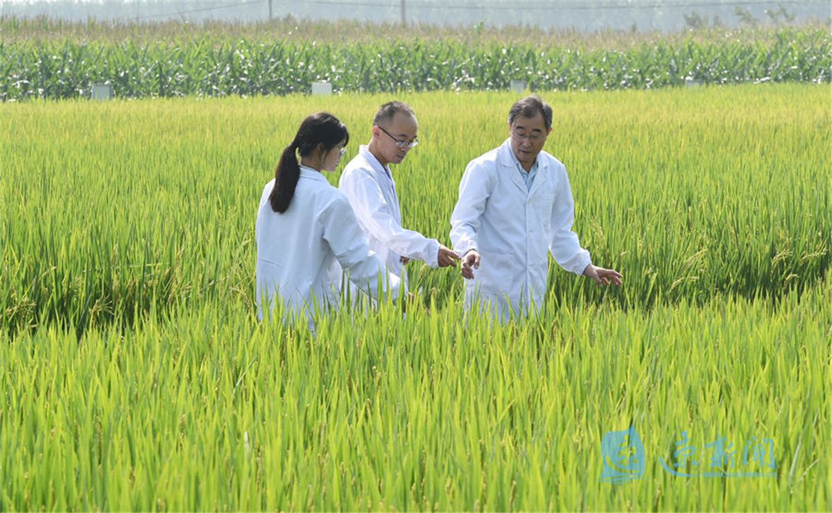 宿城:“育繁推”一体化推动种业振兴|江苏省_新浪新闻