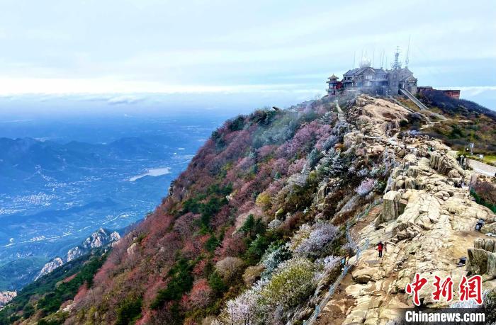 山东泰安：泰山之巅现雾凇奇观_手机新浪网