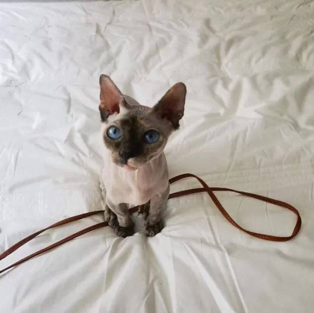 帮忙看猫遛狗或铲屎，一次25休闲区蓝鸢梦想 - Www.slyday.coM