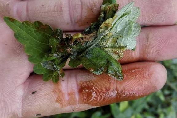 「结婚之喜雅称」乡下有一种名为"肝草"的野草,是"养肝"的民间食谱,汤