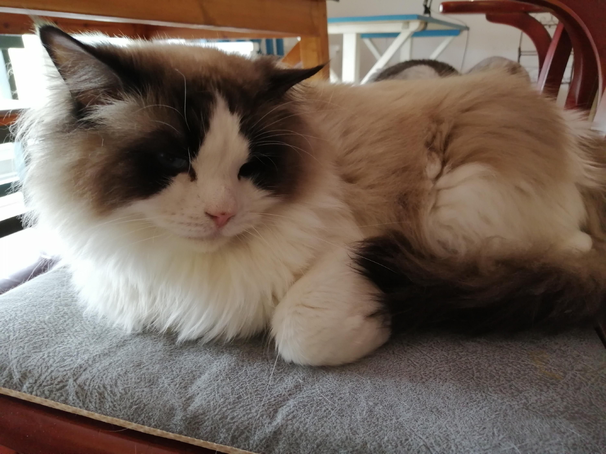 猫咪为什么母鸡蹲，它们是因为什么原因而出现的？休闲区蓝鸢梦想 - Www.slyday.coM