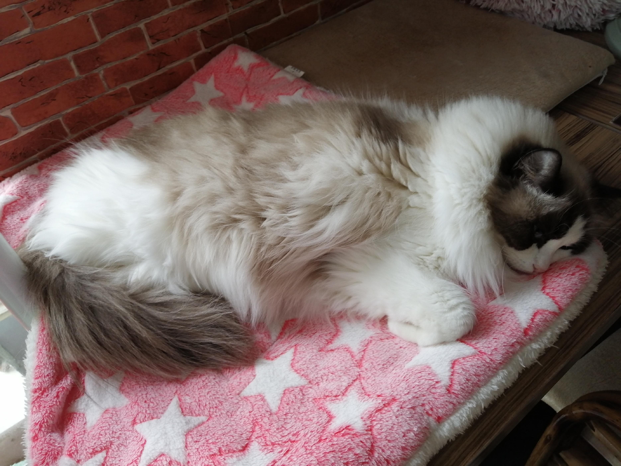 猫咪为什么母鸡蹲，它们是因为什么原因而出现的？休闲区蓝鸢梦想 - Www.slyday.coM