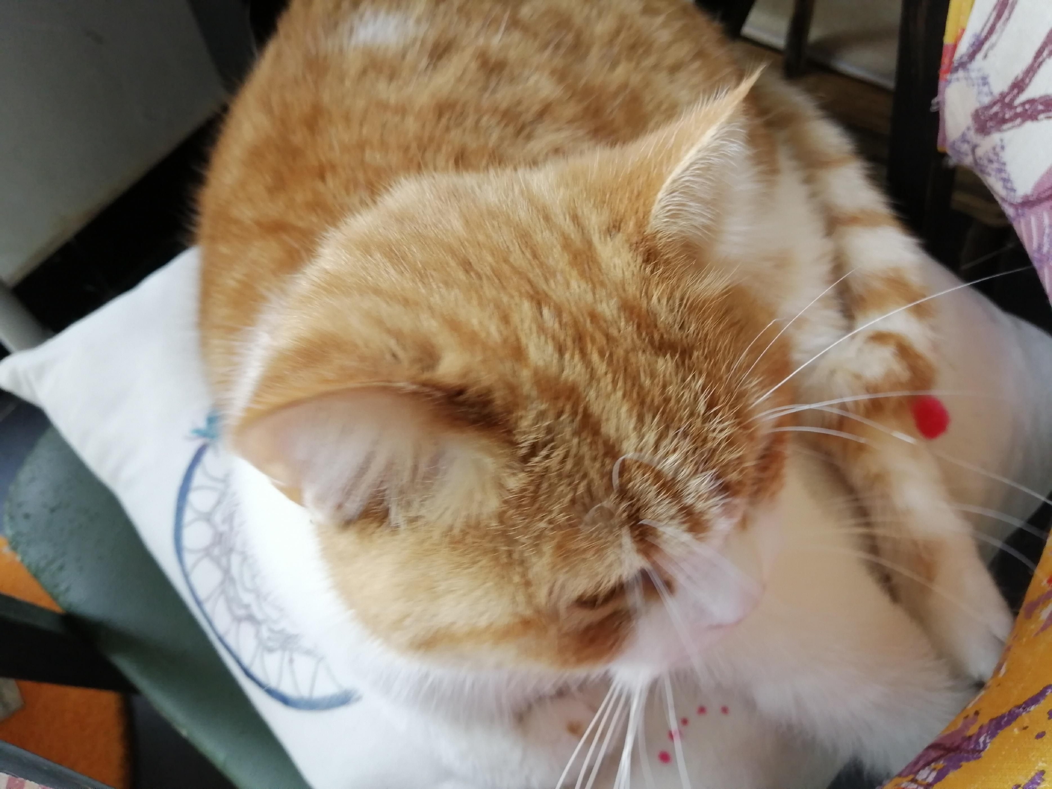 猫咪为什么母鸡蹲，它们是因为什么原因而出现的？休闲区蓝鸢梦想 - Www.slyday.coM