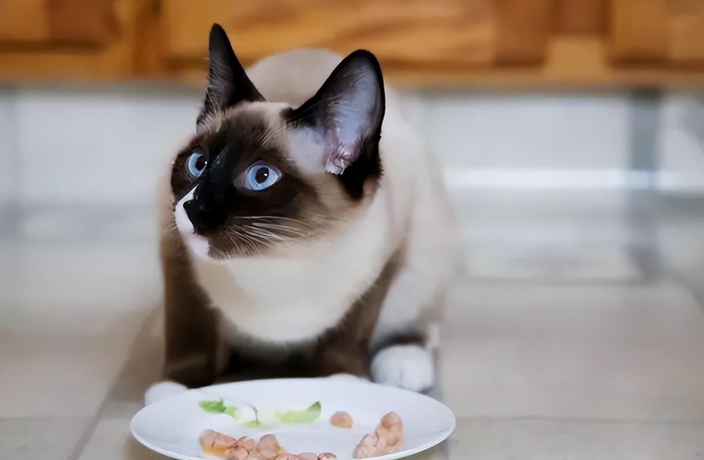 猫界最好养的"暹罗猫",养了你不后悔|暹罗猫|猫咪|猫_新浪新闻_小百科