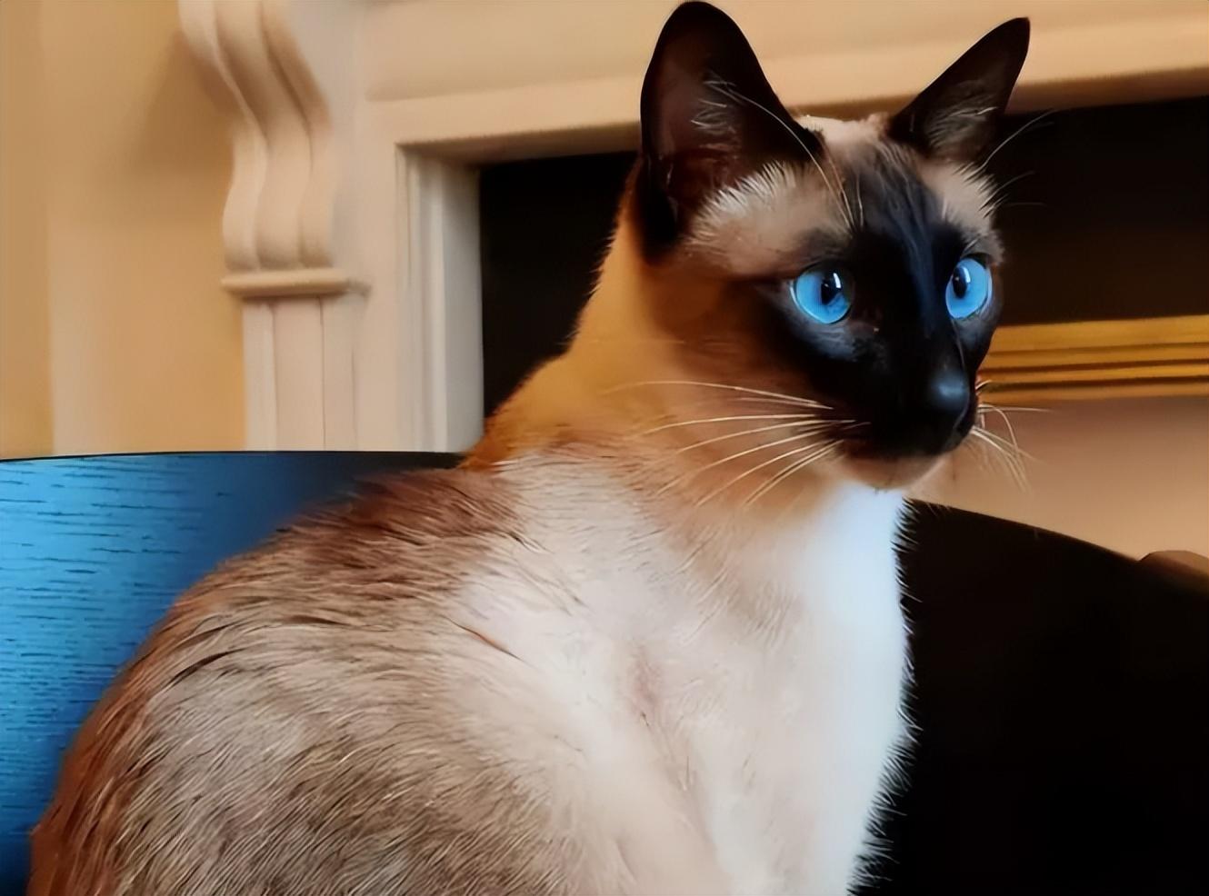 猫界最好养的"暹罗猫",养了你不后悔|暹罗猫|猫咪|猫_新浪新闻_小百科