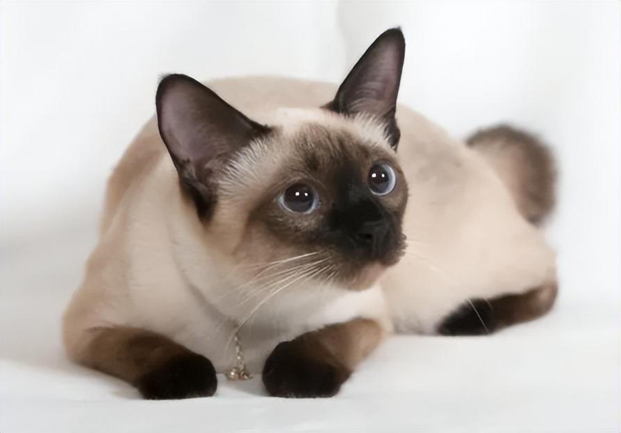 猫界最好养的"暹罗猫",养了你不后悔|暹罗猫|猫咪|猫_新浪新闻_小百科