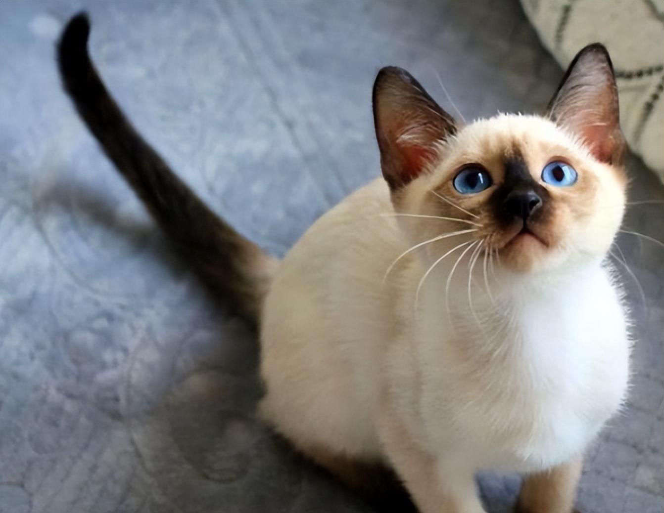 猫界最好养的"暹罗猫",养了你不后悔|暹罗猫|猫咪|猫_新浪新闻_小百科