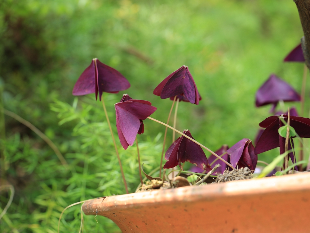 三角紫叶酢浆草(oxalis triangularis),小叶从中间对折后下垂&nbsp; &