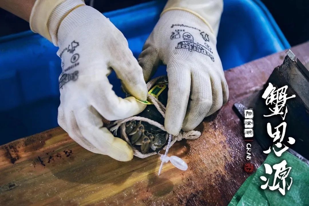 惦记了一整年！正宗阳澄湖大闸蟹，香嫩肥美，只只鲜活！休闲区蓝鸢梦想 - Www.slyday.coM