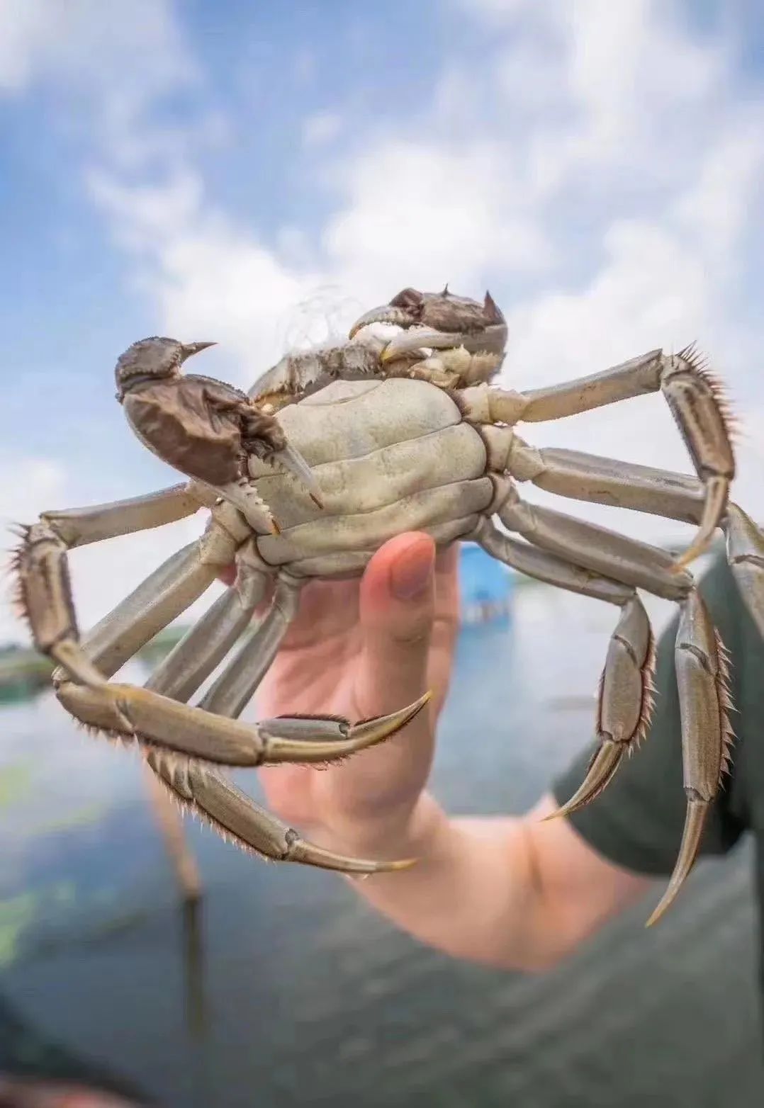 惦记了一整年！正宗阳澄湖大闸蟹，香嫩肥美，只只鲜活！休闲区蓝鸢梦想 - Www.slyday.coM