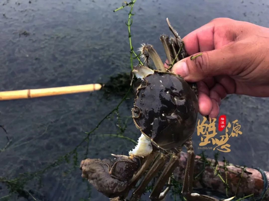 惦记了一整年！正宗阳澄湖大闸蟹，香嫩肥美，只只鲜活！休闲区蓝鸢梦想 - Www.slyday.coM